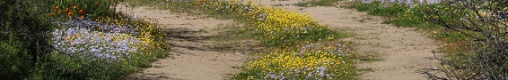 Karoo panorama